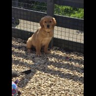 Golden Retriever - Both