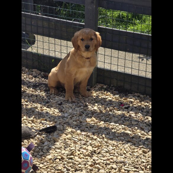 Golden Retriever - Both