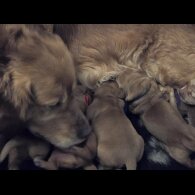 Golden Retriever - Both