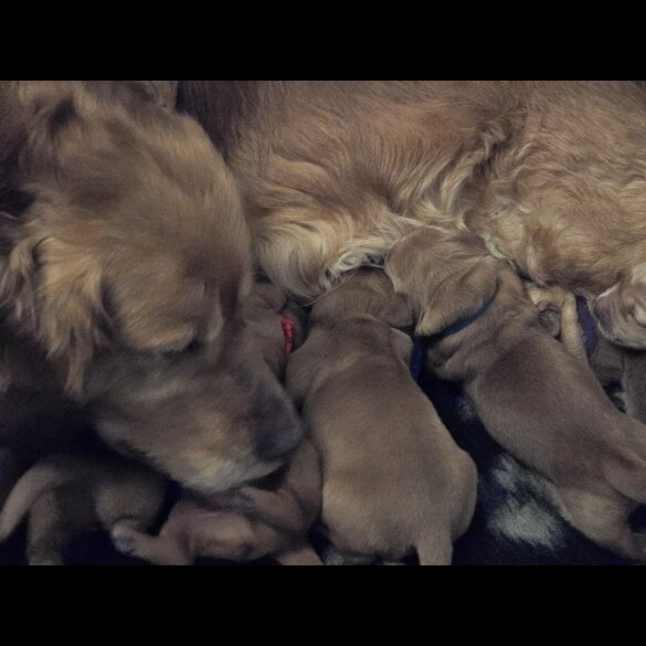 Golden Retriever - Both