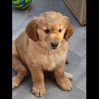 Golden Retriever - Both