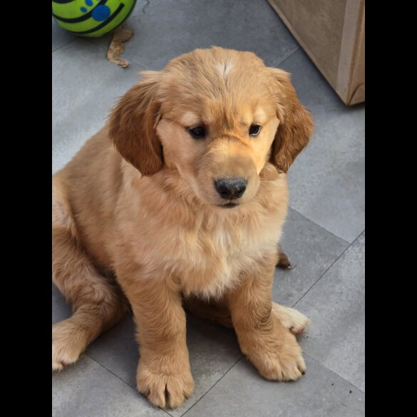 Golden Retriever - Both
