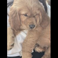 Golden Retriever - Both