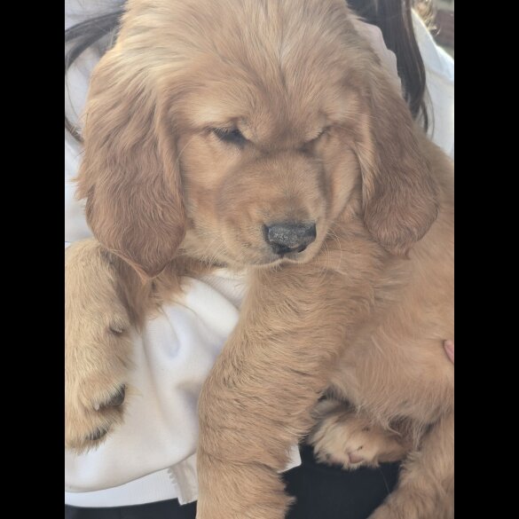 Golden Retriever - Both