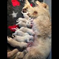 Golden Retriever - Both