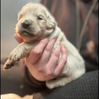 Golden Retriever - Both