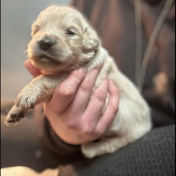 Golden Retriever - Both