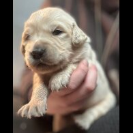 Golden Retriever - Both