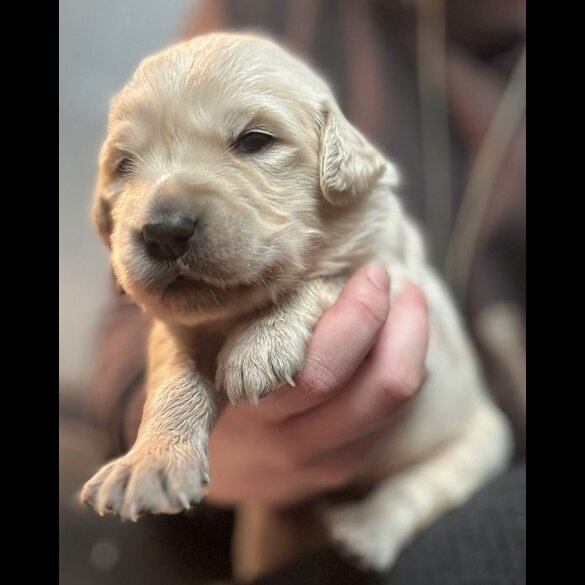 Golden Retriever - Both
