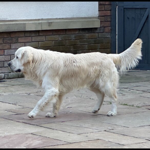 Golden Retriever - Both