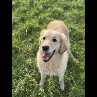 Golden Retriever - Both