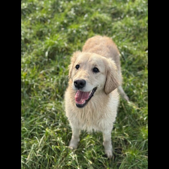 Golden Retriever - Both