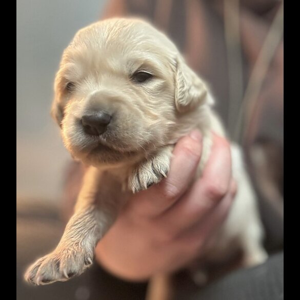 Golden Retriever - Both
