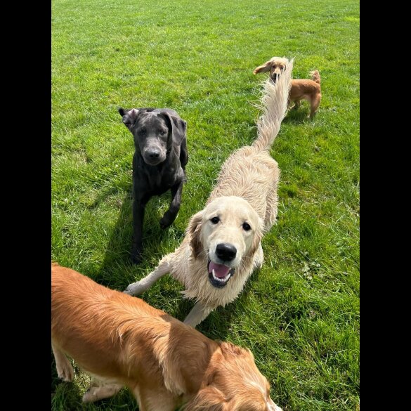 Golden Retriever - Both