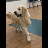 Golden Retriever - Both