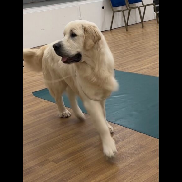 Golden Retriever - Both