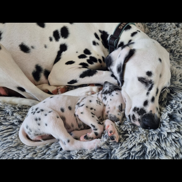 Dalmatian - Both