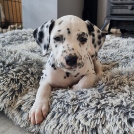 Dalmatian - Both