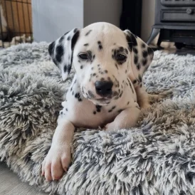 Dalmatian - Both