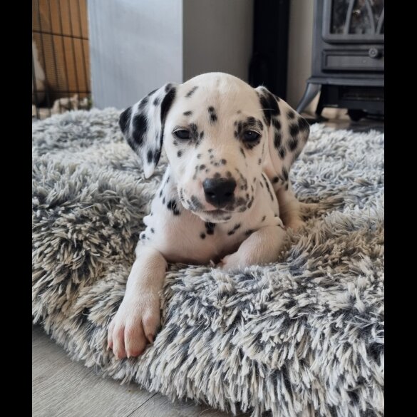 Dalmatian - Both