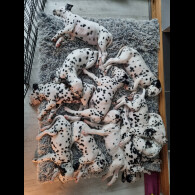 Dalmatian - Both