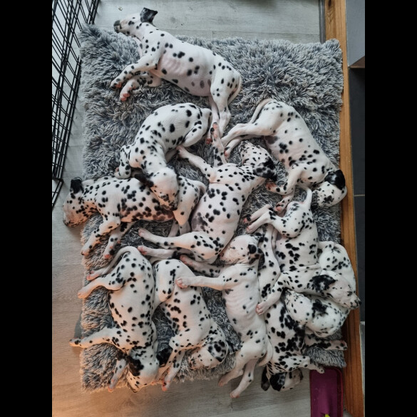 Dalmatian - Both