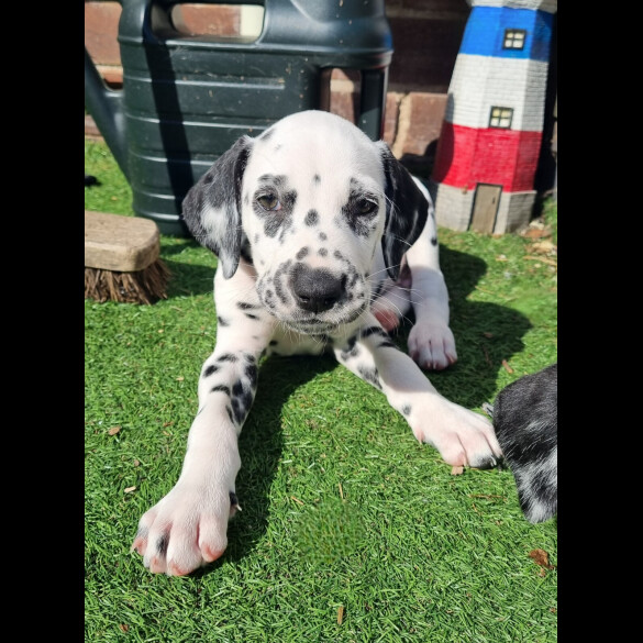 Dalmatian - Both