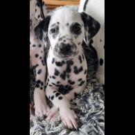 Dalmatian - Both