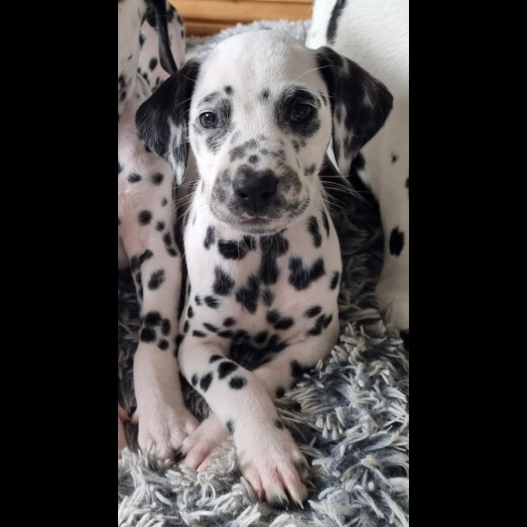 Dalmatian - Both