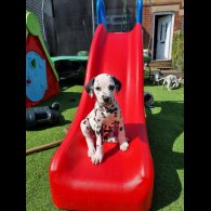 Dalmatian - Both