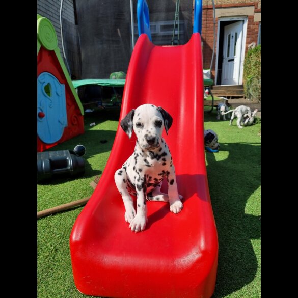 Dalmatian - Both