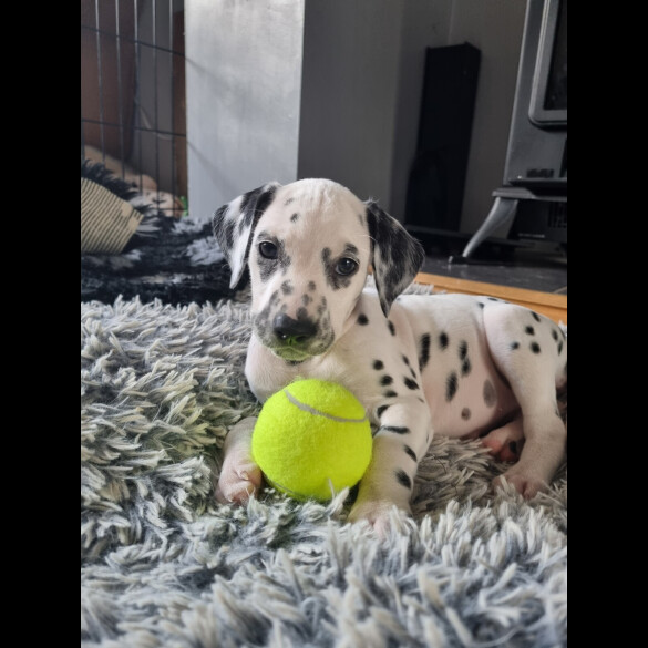 Dalmatian - Both