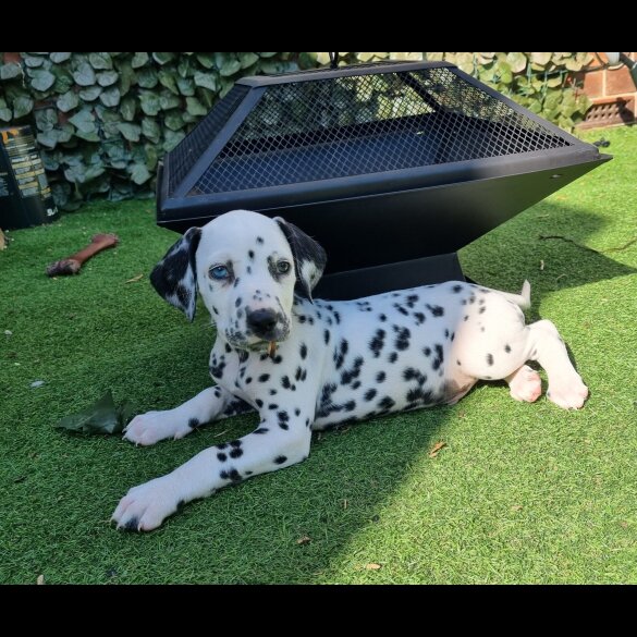 Dalmatian - Both