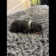 Miniature Pinscher - Both