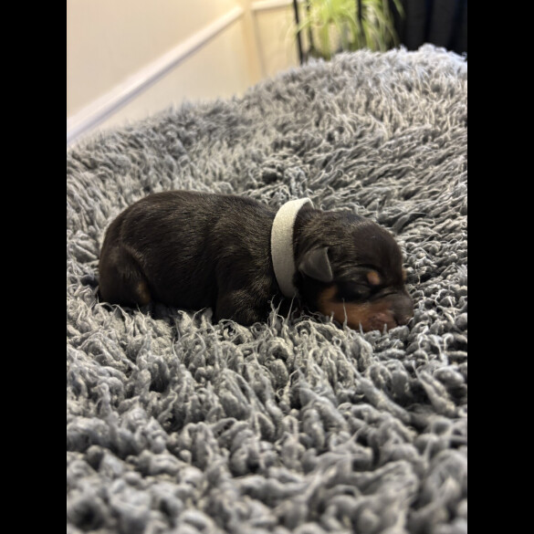 Miniature Pinscher - Both