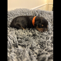 Miniature Pinscher - Both
