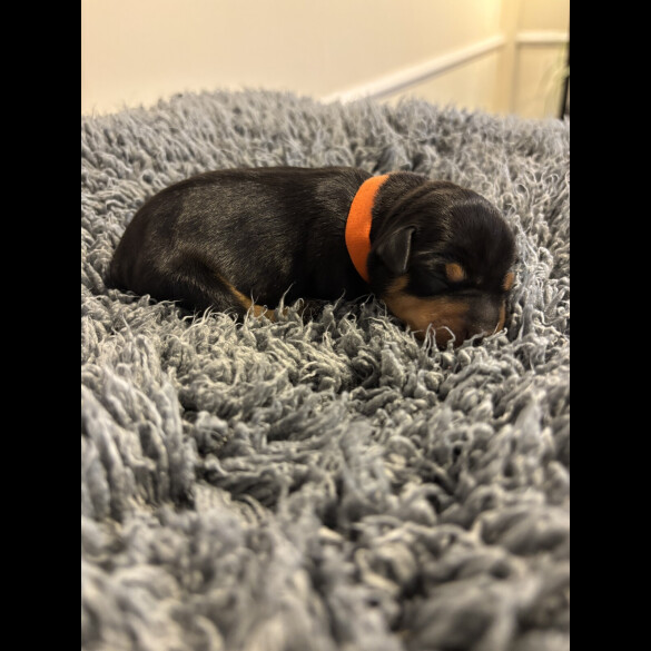 Miniature Pinscher - Both