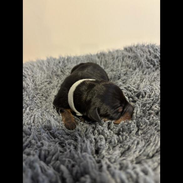 Miniature Pinscher - Both