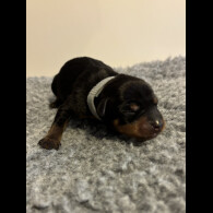 Miniature Pinscher - Both
