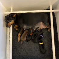 Miniature Pinscher - Both