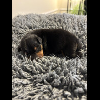 Miniature Pinscher - Both