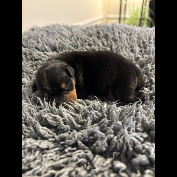 Miniature Pinscher - Both