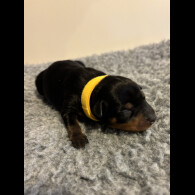 Miniature Pinscher - Both