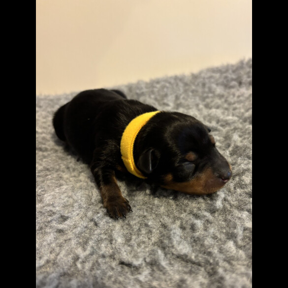 Miniature Pinscher - Both