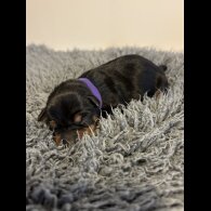 Miniature Pinscher - Both