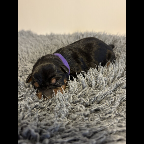 Miniature Pinscher - Both