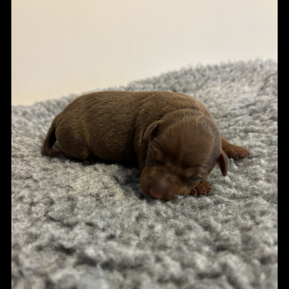 Miniature Pinscher - Both