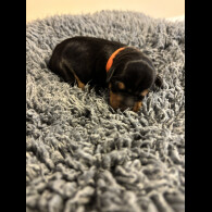 Miniature Pinscher - Both