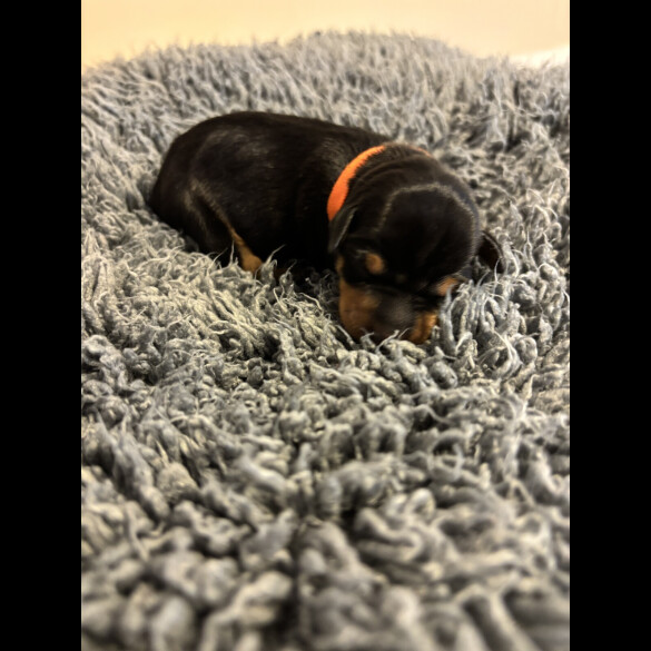 Miniature Pinscher - Both