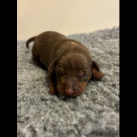 Miniature Pinscher - Both